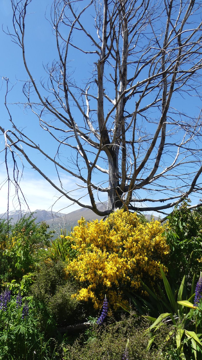 2024_NZ_SI_424.JPG